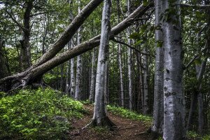 A hazai erdőket is átalakítja a klímaváltozás